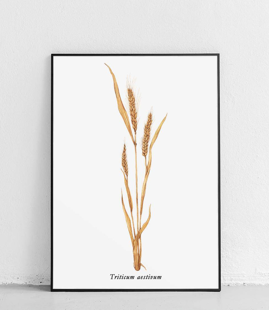 Common wheat - poster