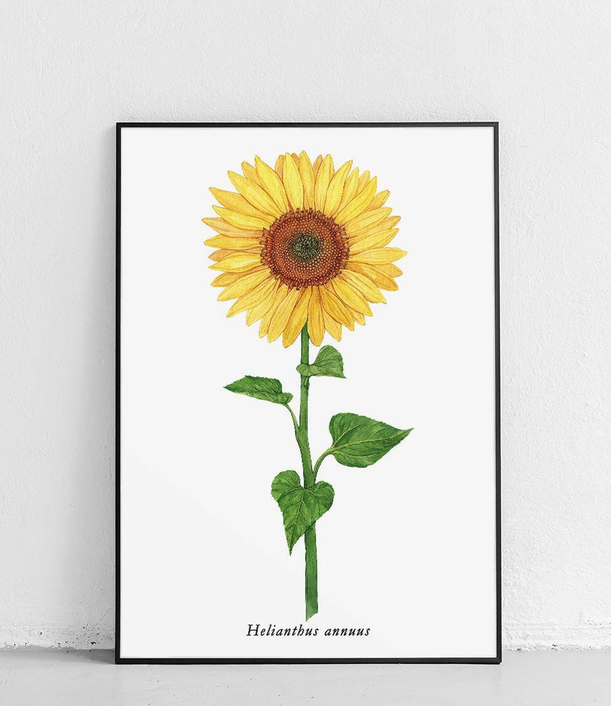 Sunflower - poster