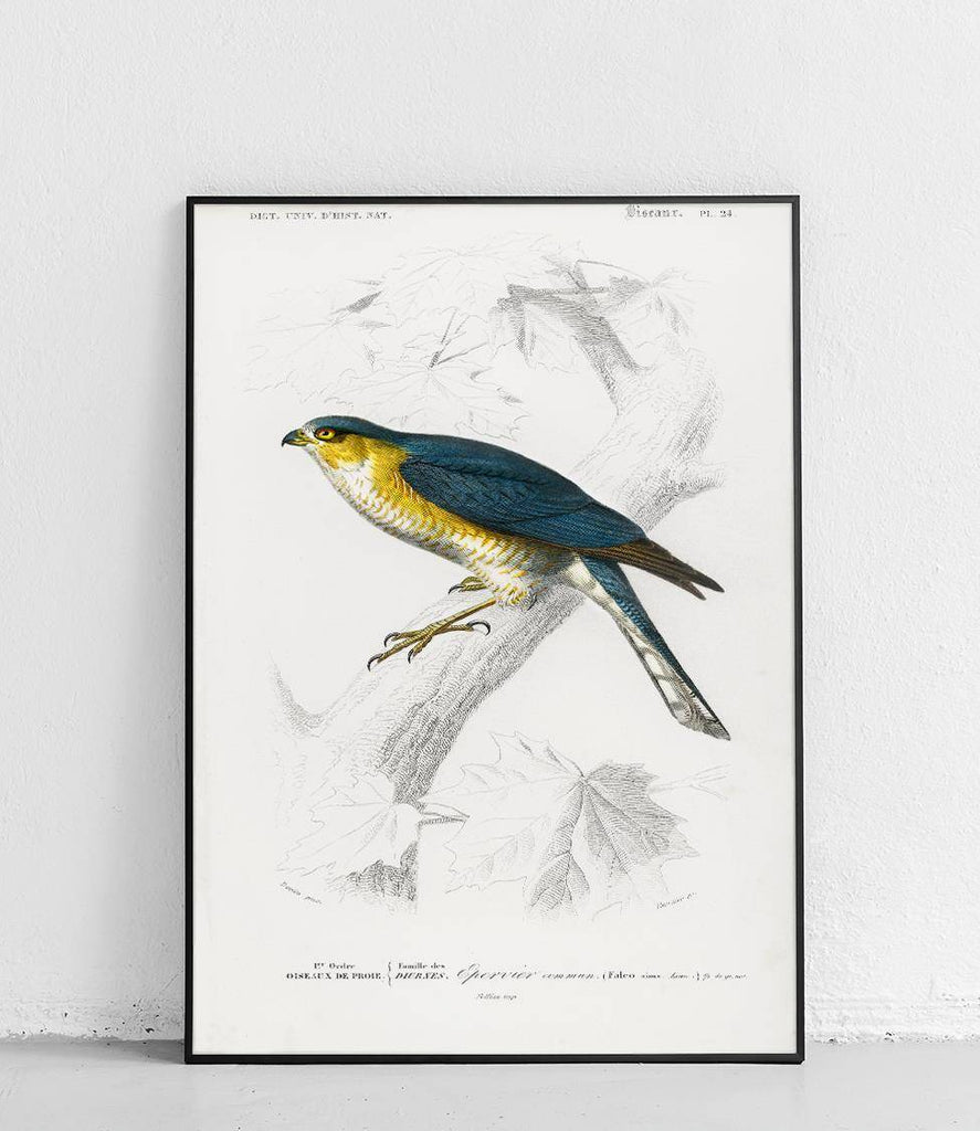 Eurasian Sparrowhawk - poster