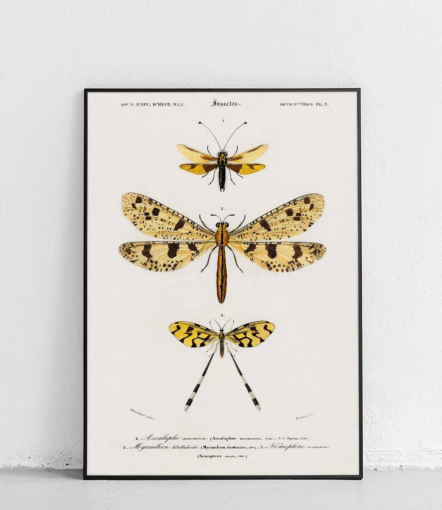 Neuroptera - poster