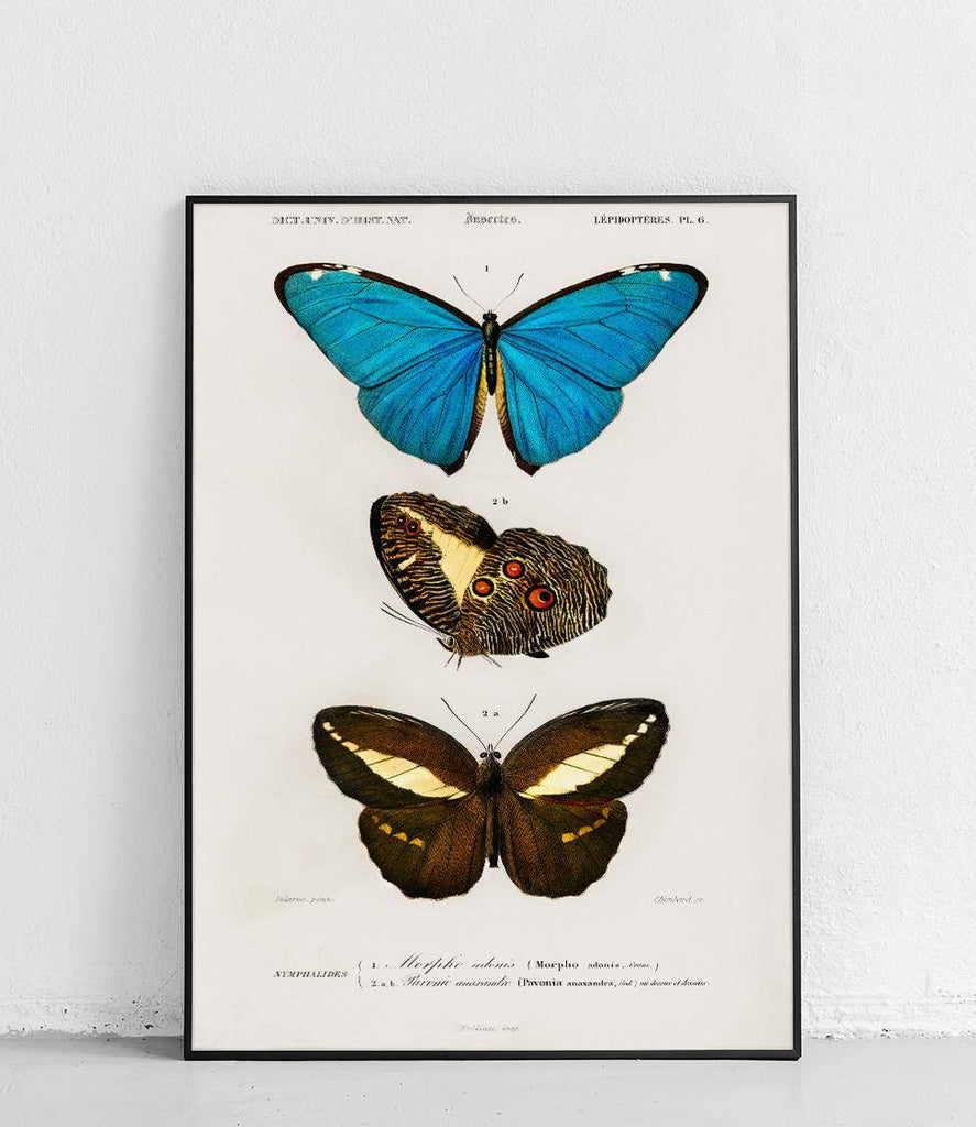 Nymphalidae butterflies - poster