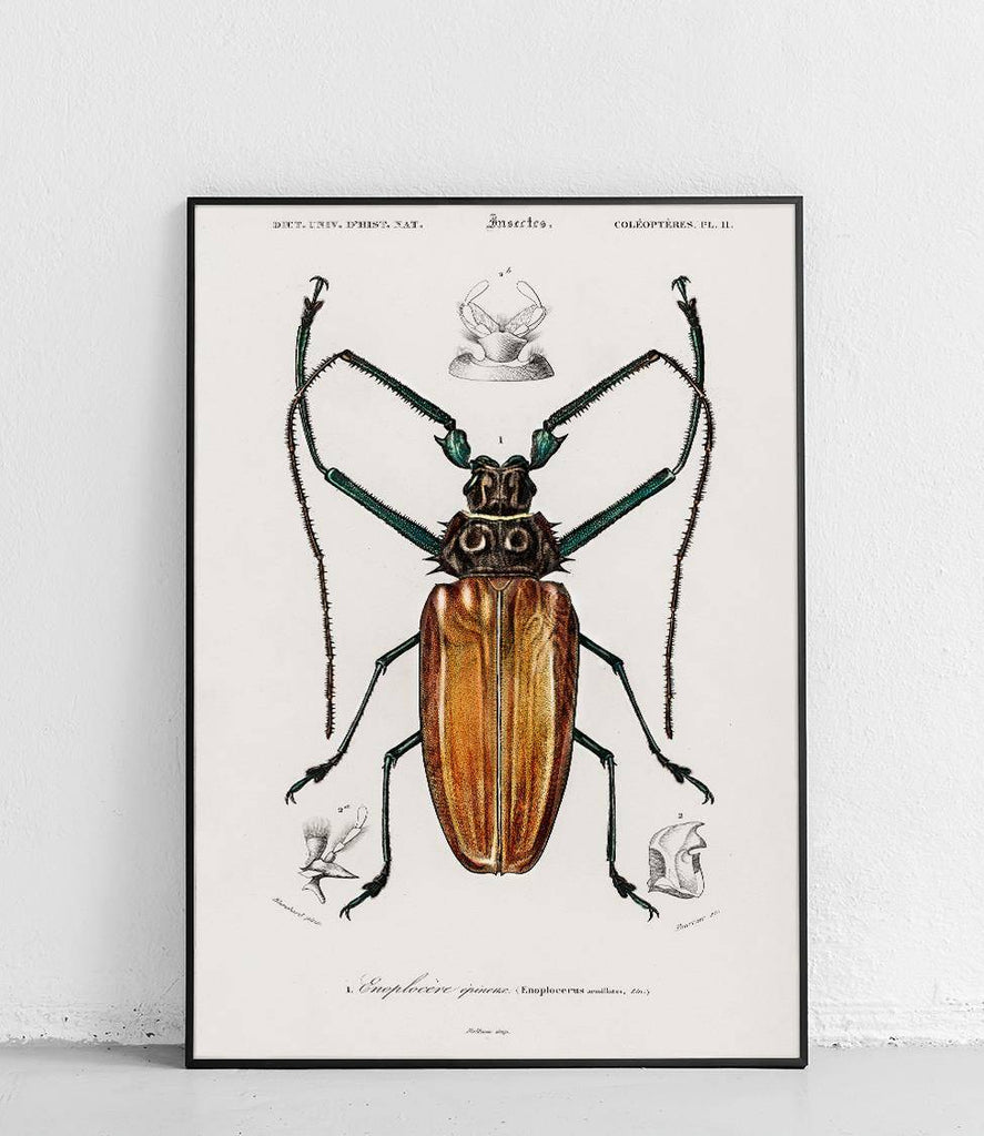 Longhorn beetles - poster