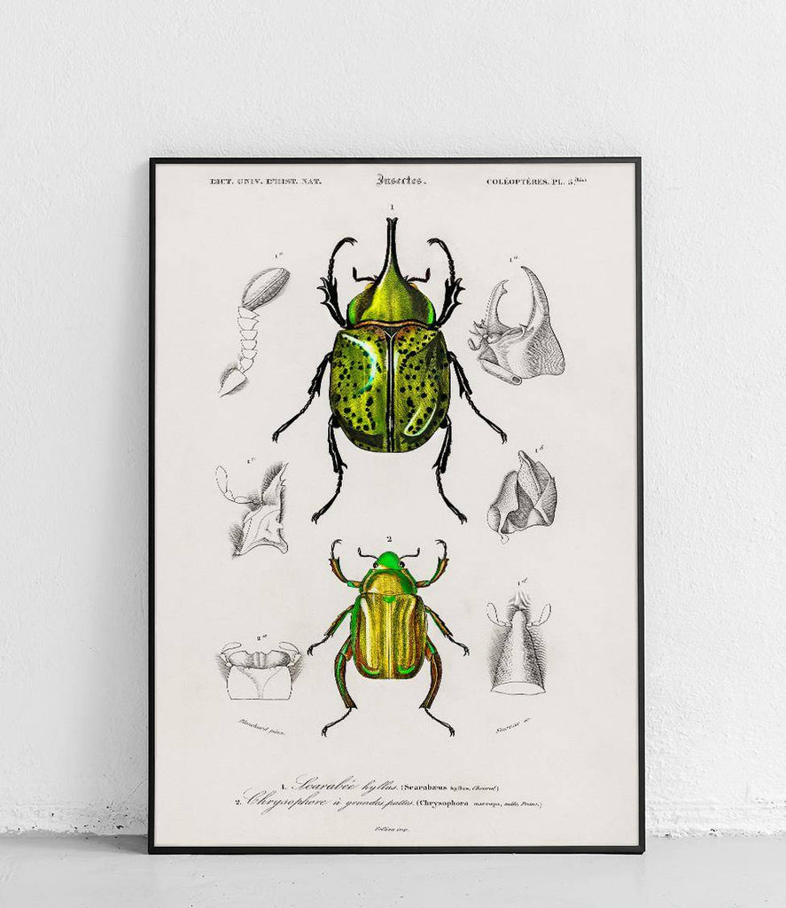 Scarab and Chrysophora - poster