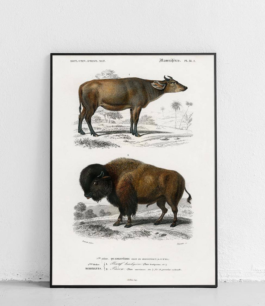 American bison - poster
