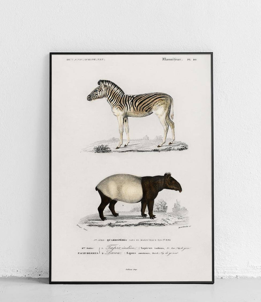 Backed tapir and Mountain Zebra - poster