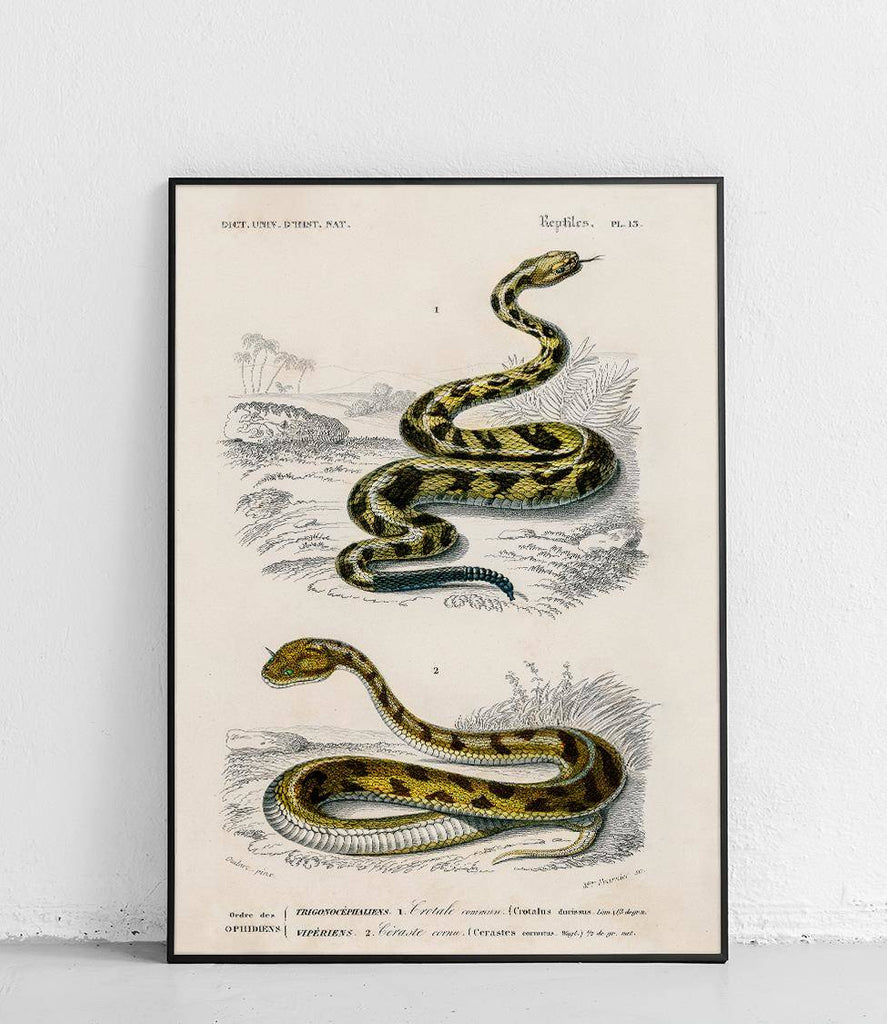 Crotalus durissus and Saharan horned viper - poster