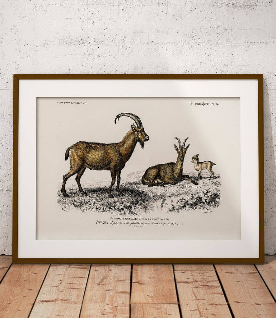 Wild goats - poster