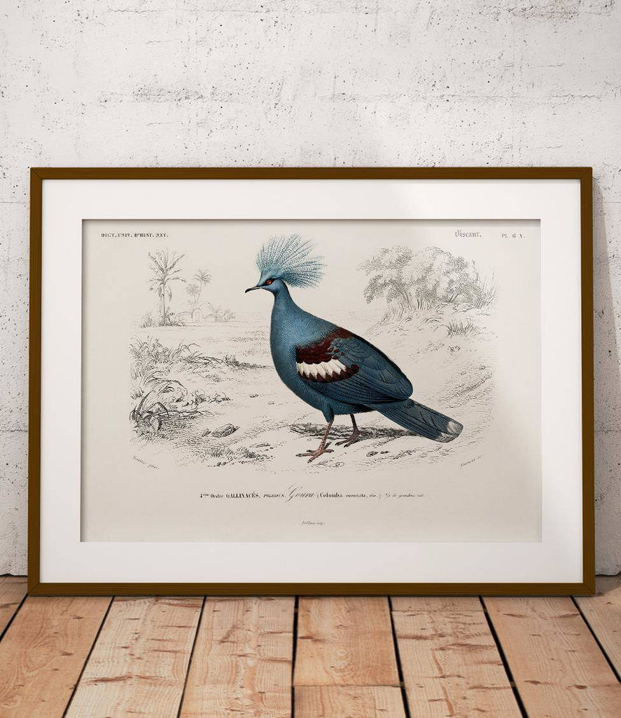 Crowned pigeon - poster