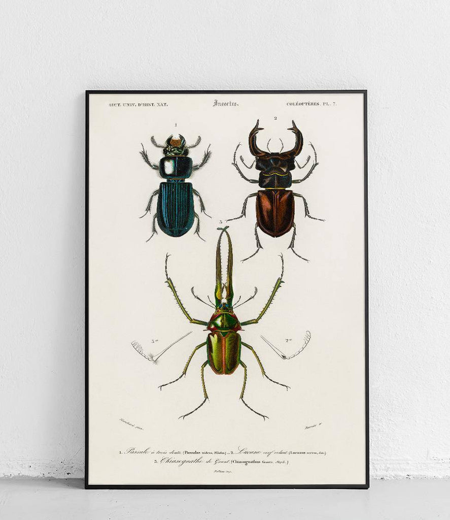 Beetles - poster
