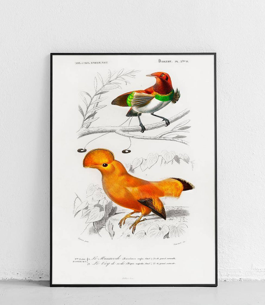 King bird-of-paradise and Guianan cock-of-the-rock - poster