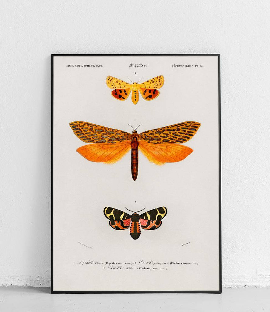 Moths 2- poster