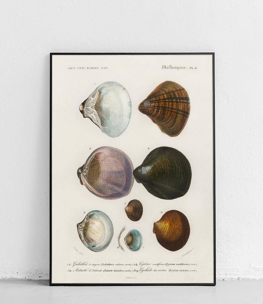 Mussels - poster