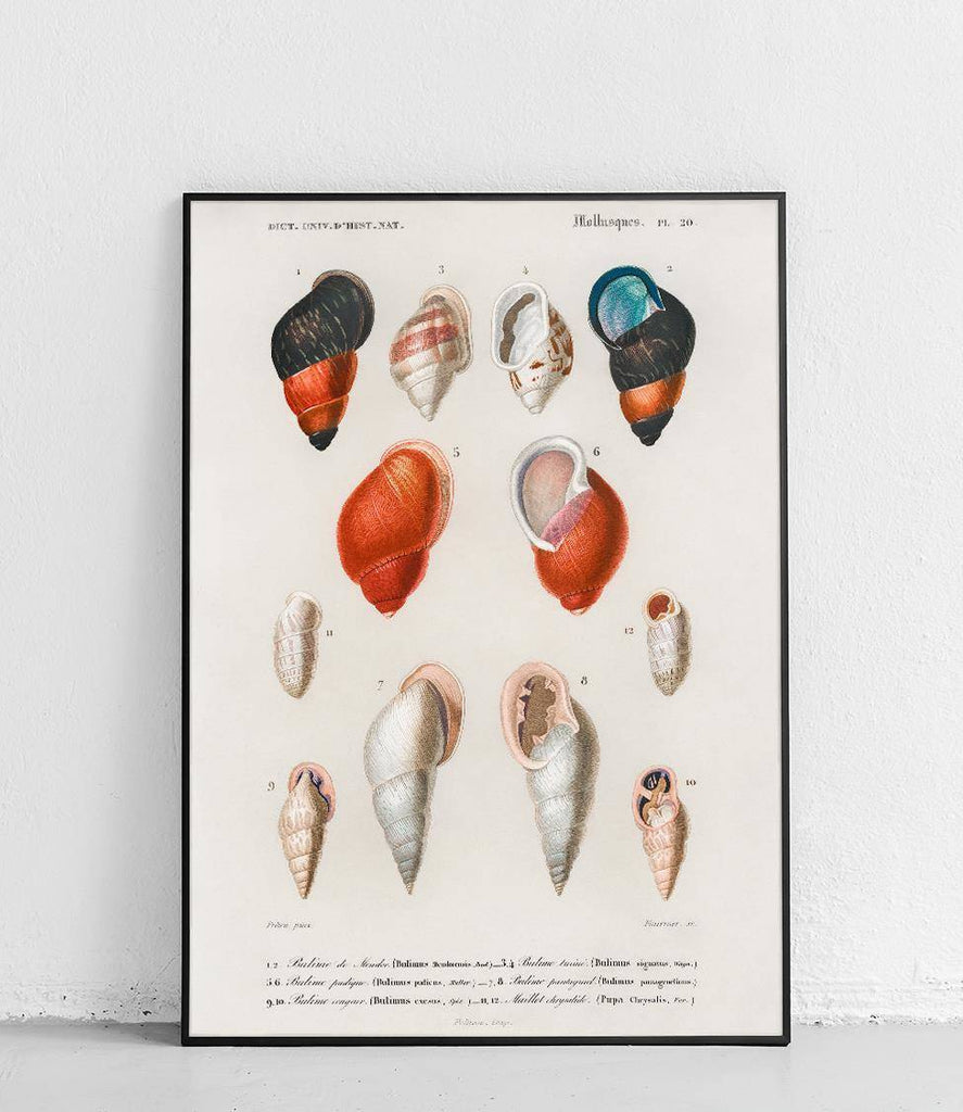 Bulimus mollusks - poster
