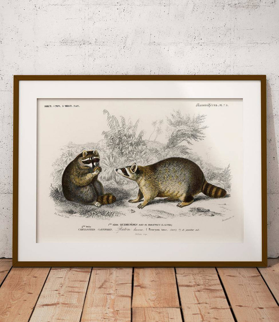 Raccoon - poster