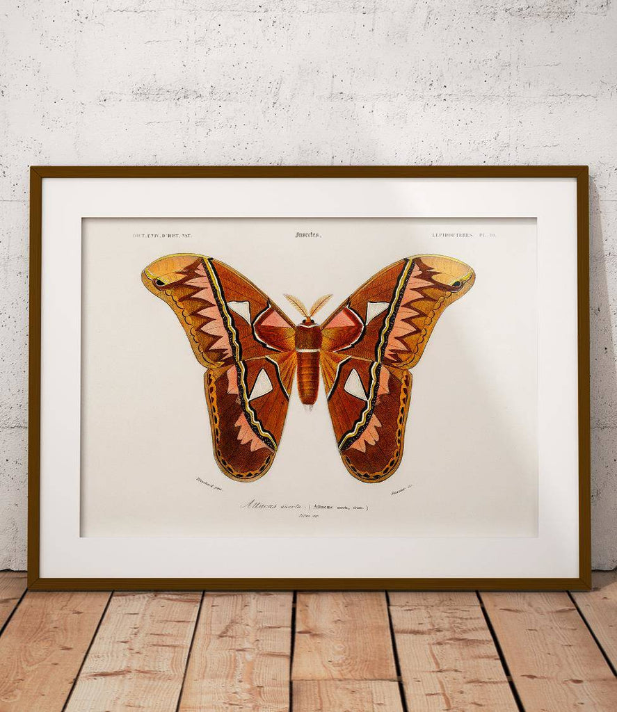 Atlas moth - poster