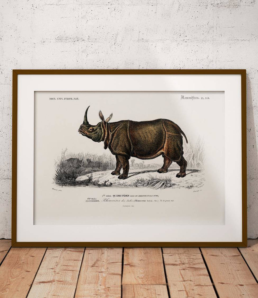 Indian rhinoceros - poster