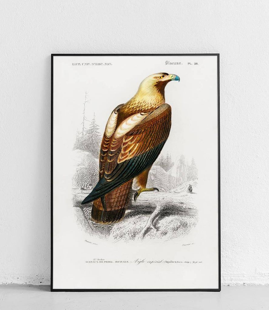 Eastern imperial eagle - poster