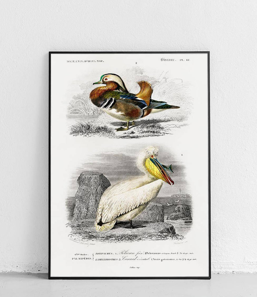 Mandarin and Dalmatian Pelican - poster