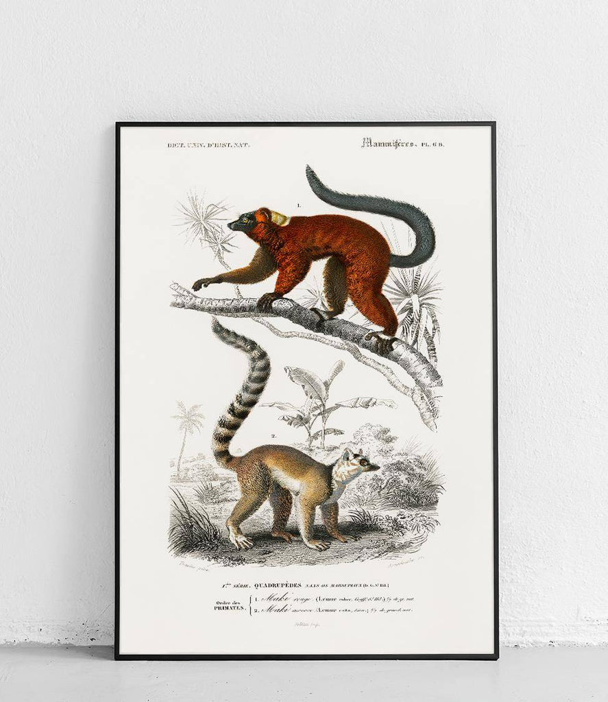 Lemurs - poster