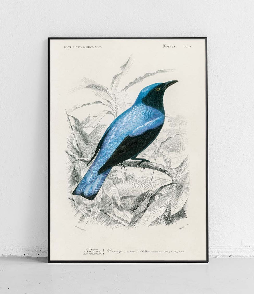 Asian fairy-bluebird - poster