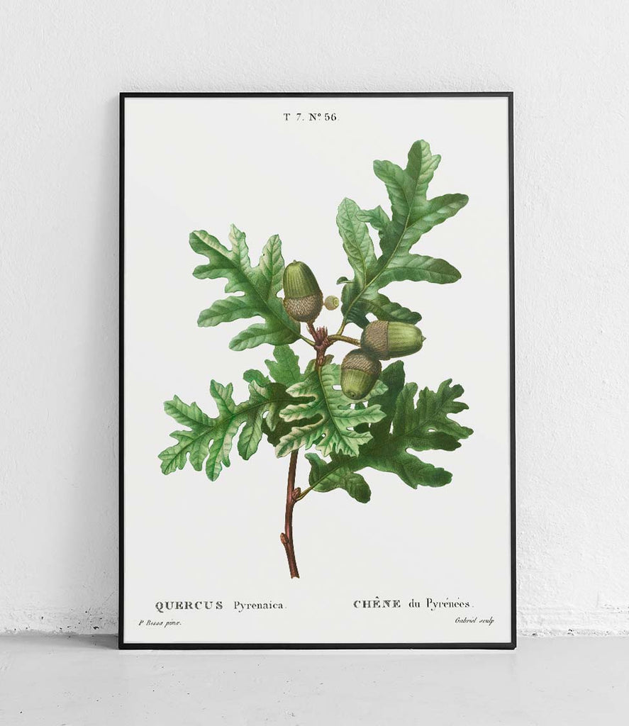 Quercus pyrenaica - poster