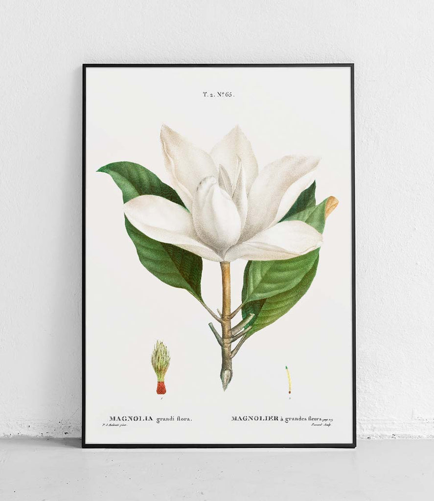 Southern magnolia - poster