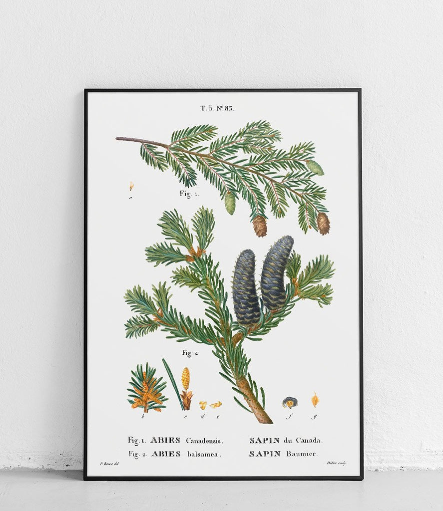 Canadian Christmas tree - poster