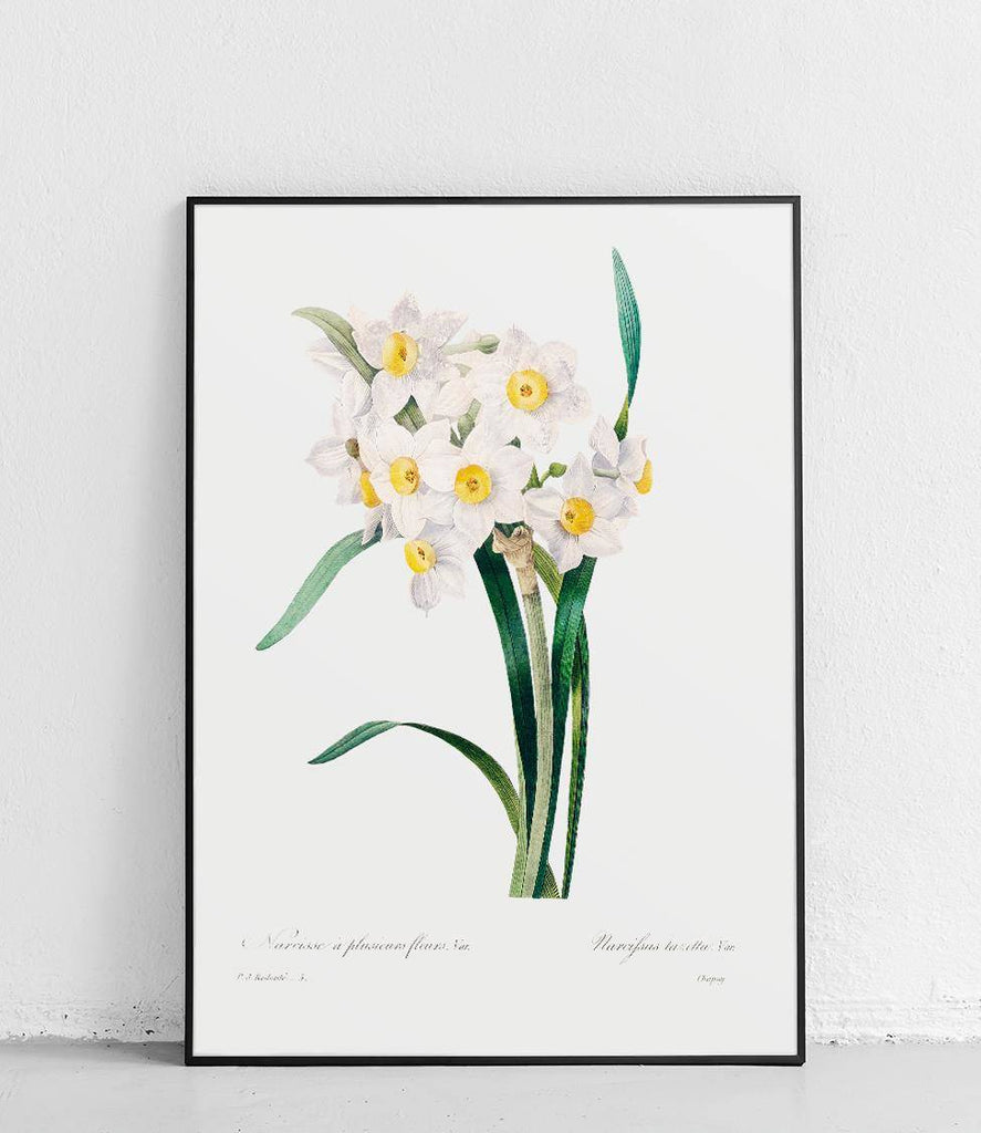 Multiflower narcissus - poster