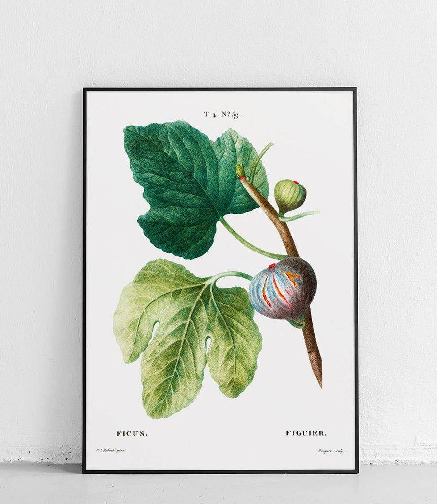 Ficus - poster