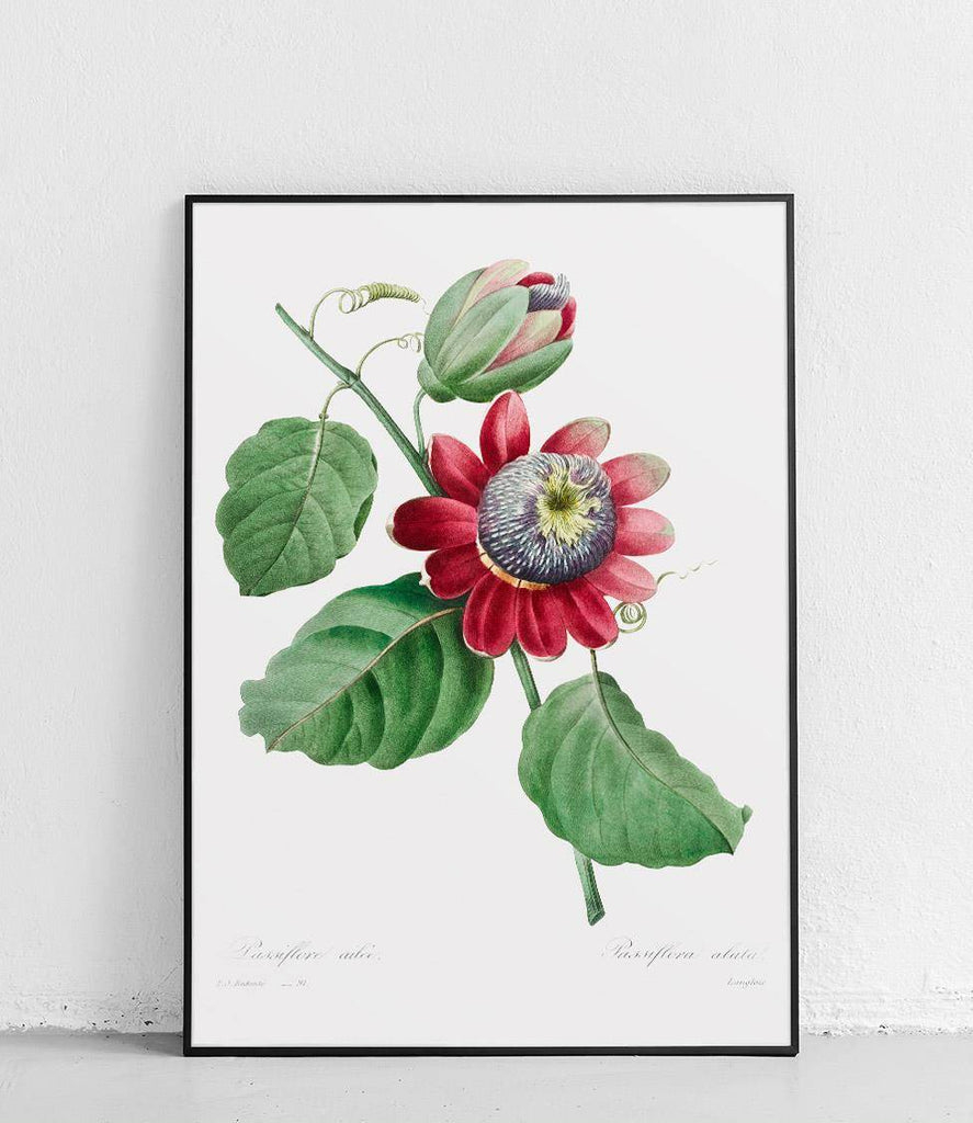 Passiflora alata - poster