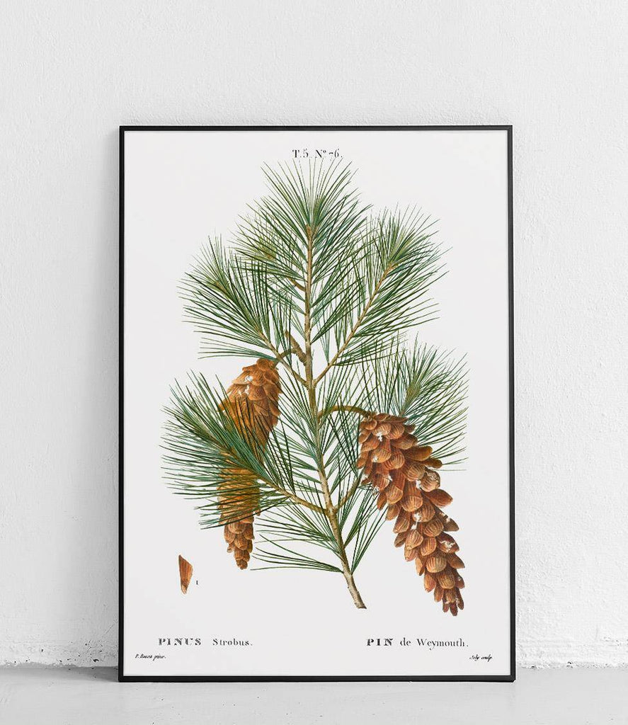 Weymouth pine - poster