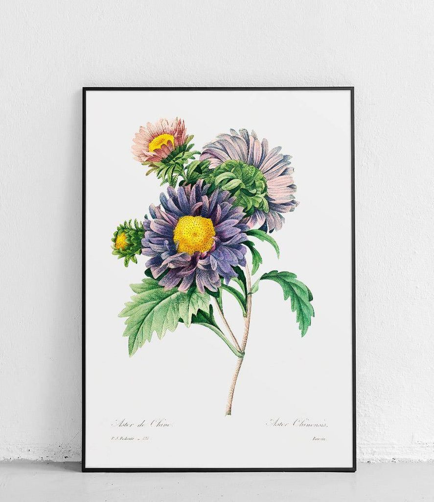 Chinese aster - poster