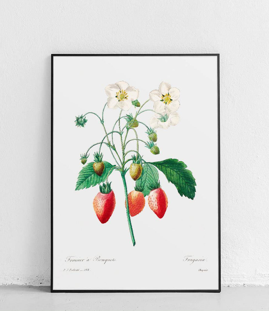 Flowering strawberry - poster