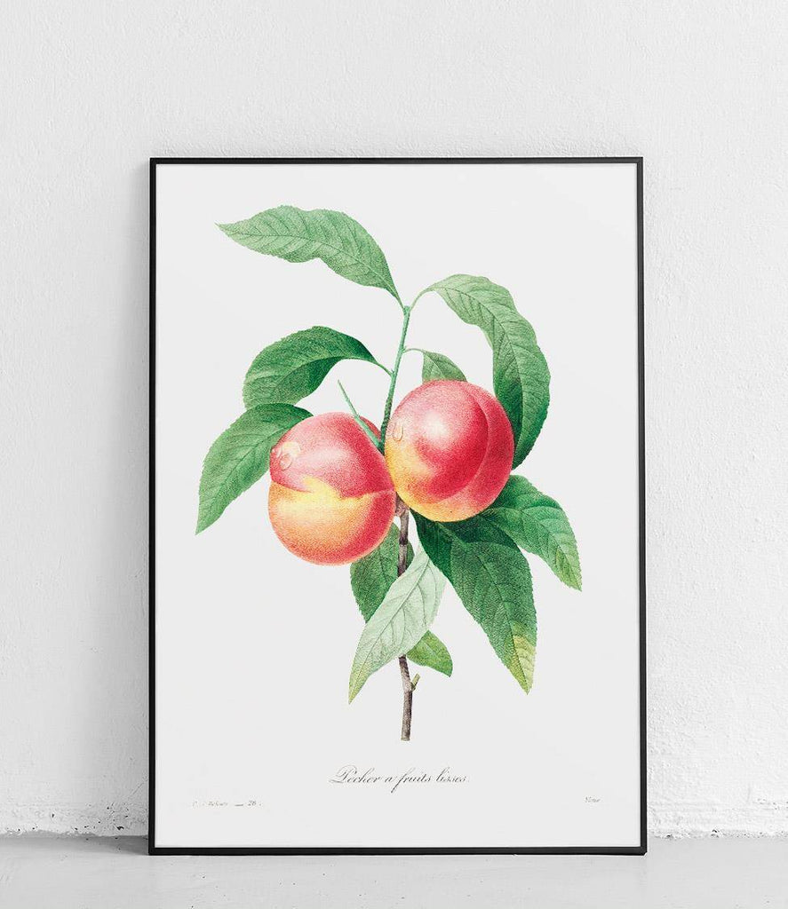Peach on a branch - poster