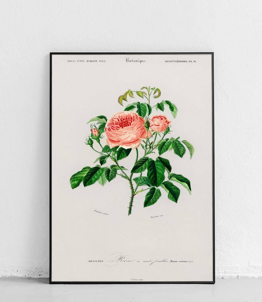 Centifolia rose - poster