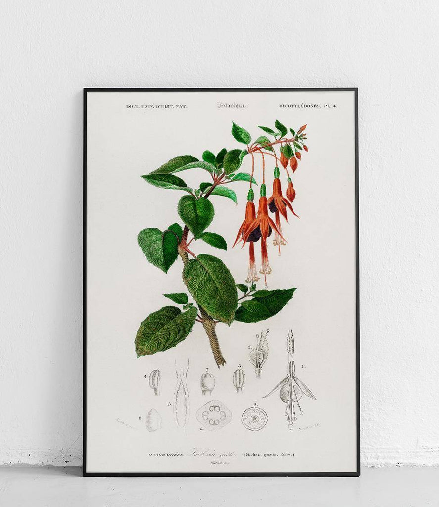 Gracilis Fuchsia - poster
