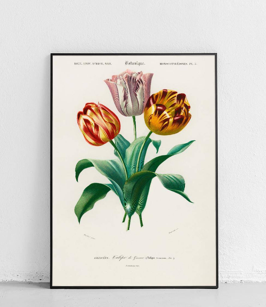 Garden tulip - poster