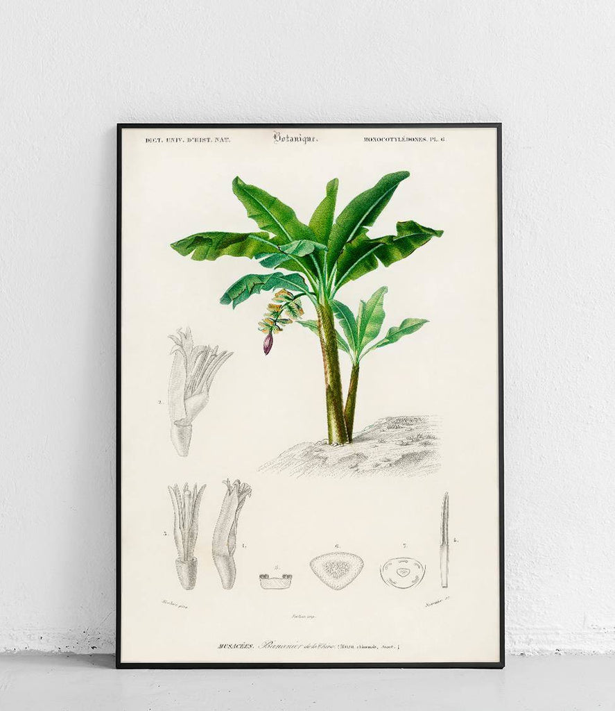 Banana tree - poster