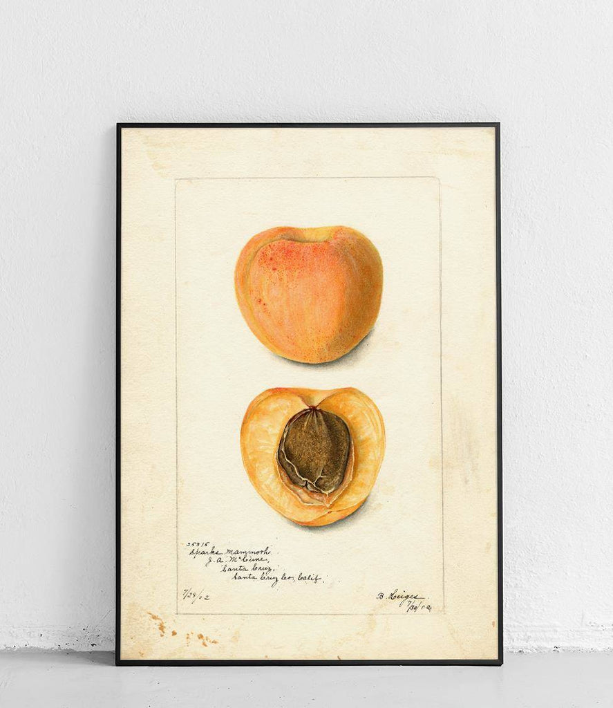 Apricots - poster