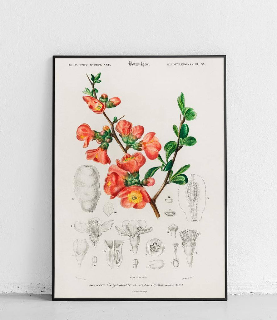Japanese quince - poster