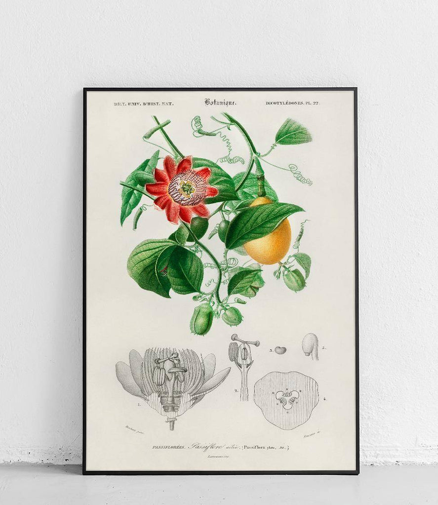 Passiflora - poster
