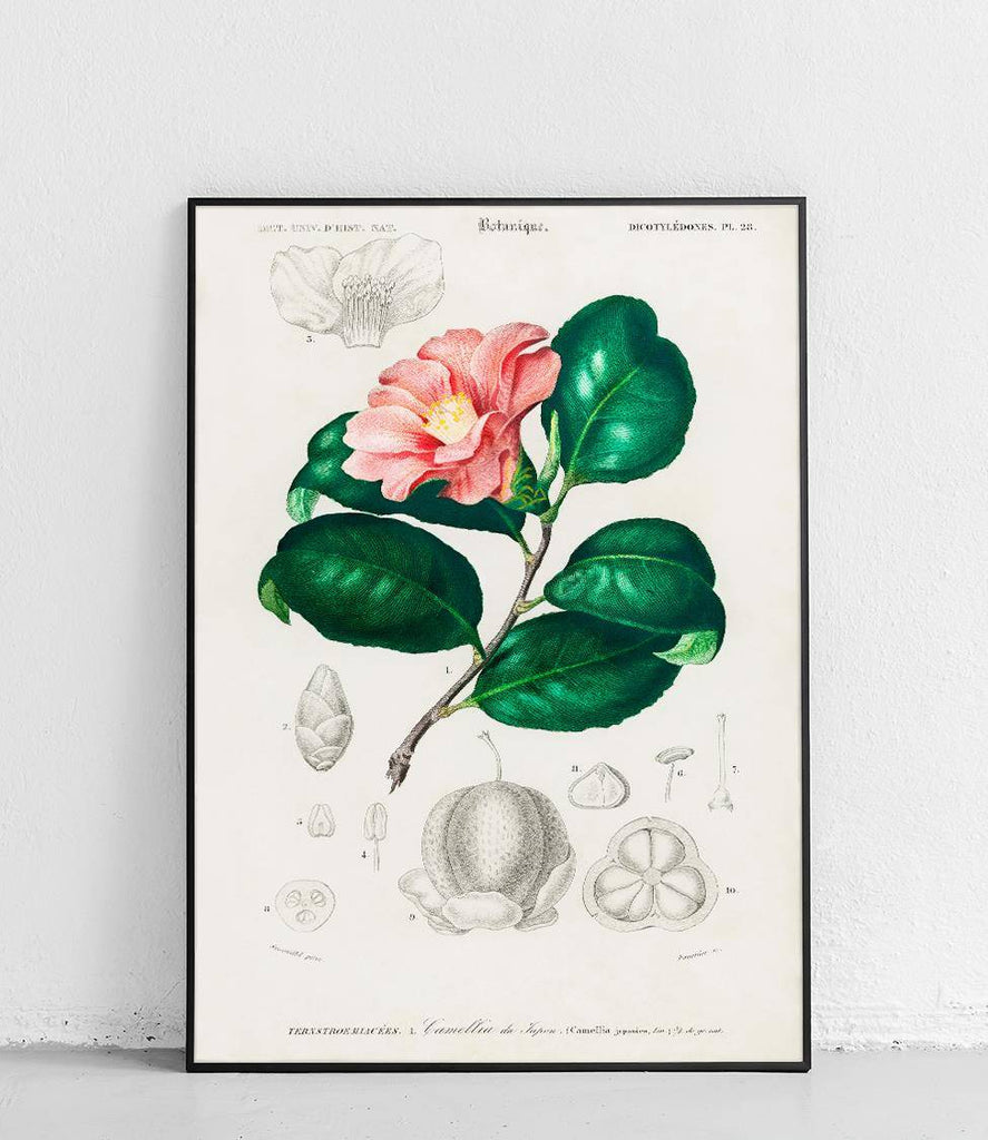 Japanese camellia - poster