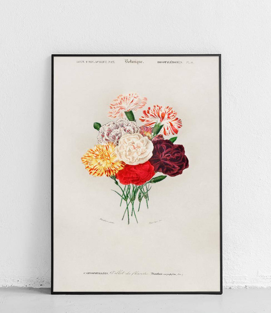 Garden carnation - poster