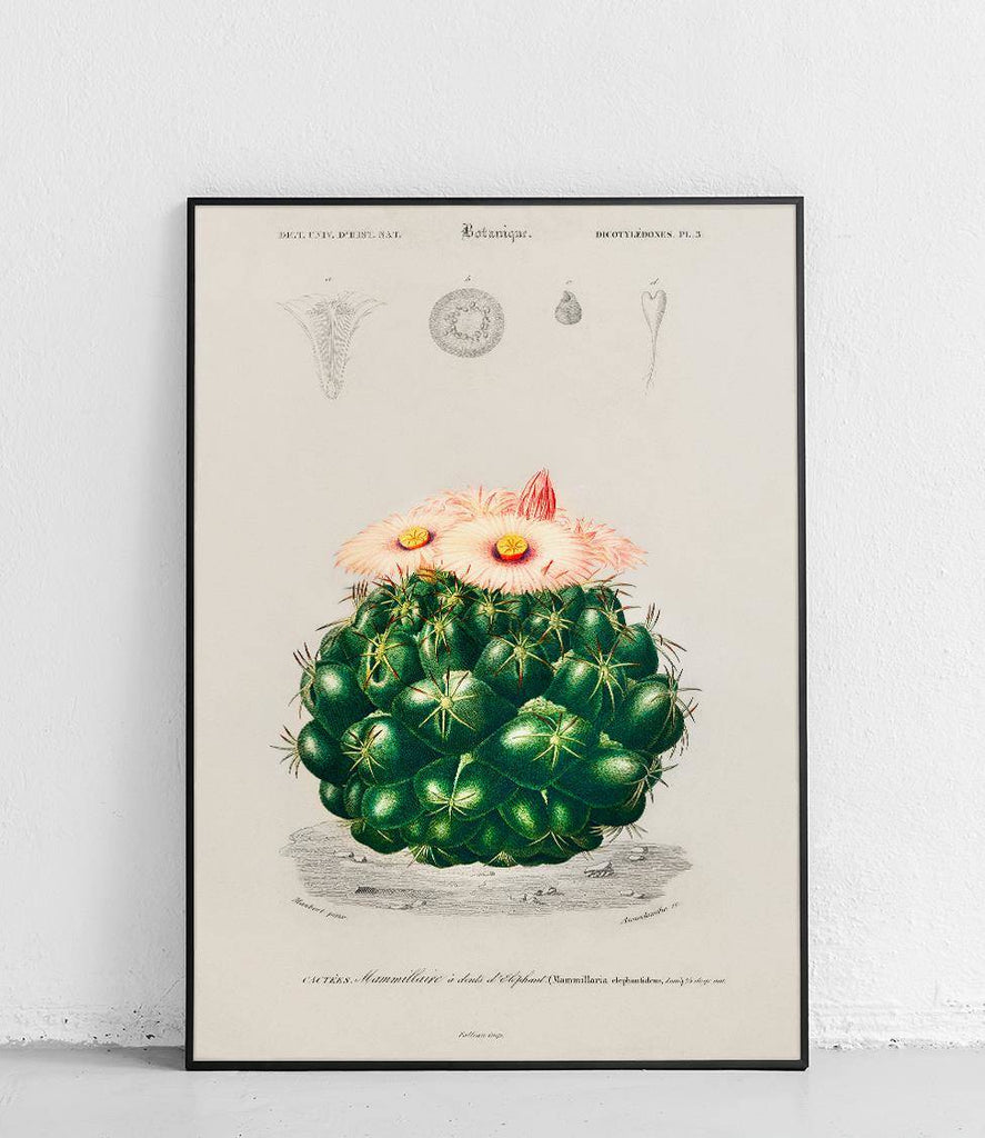 Cactus- poster