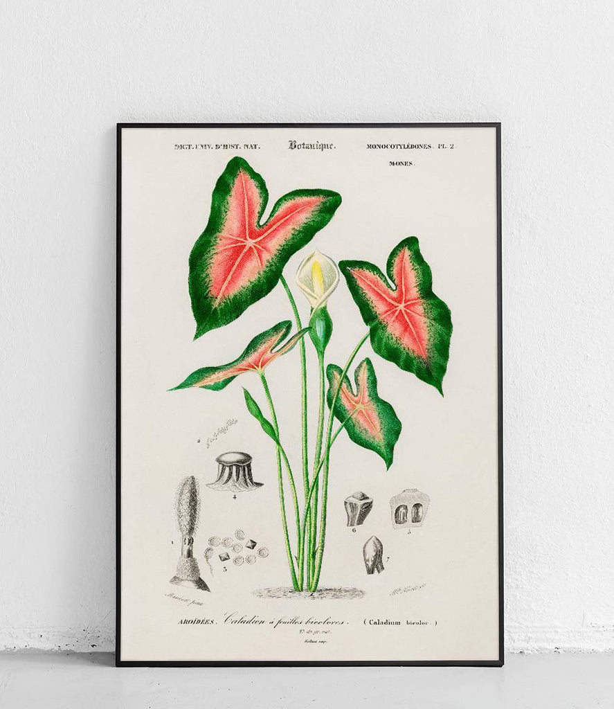 Two-color caladium - poster