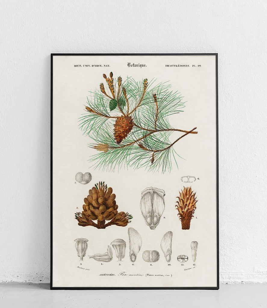 Maritime pine - poster