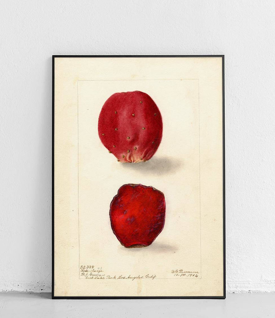 Prickly pear - poster