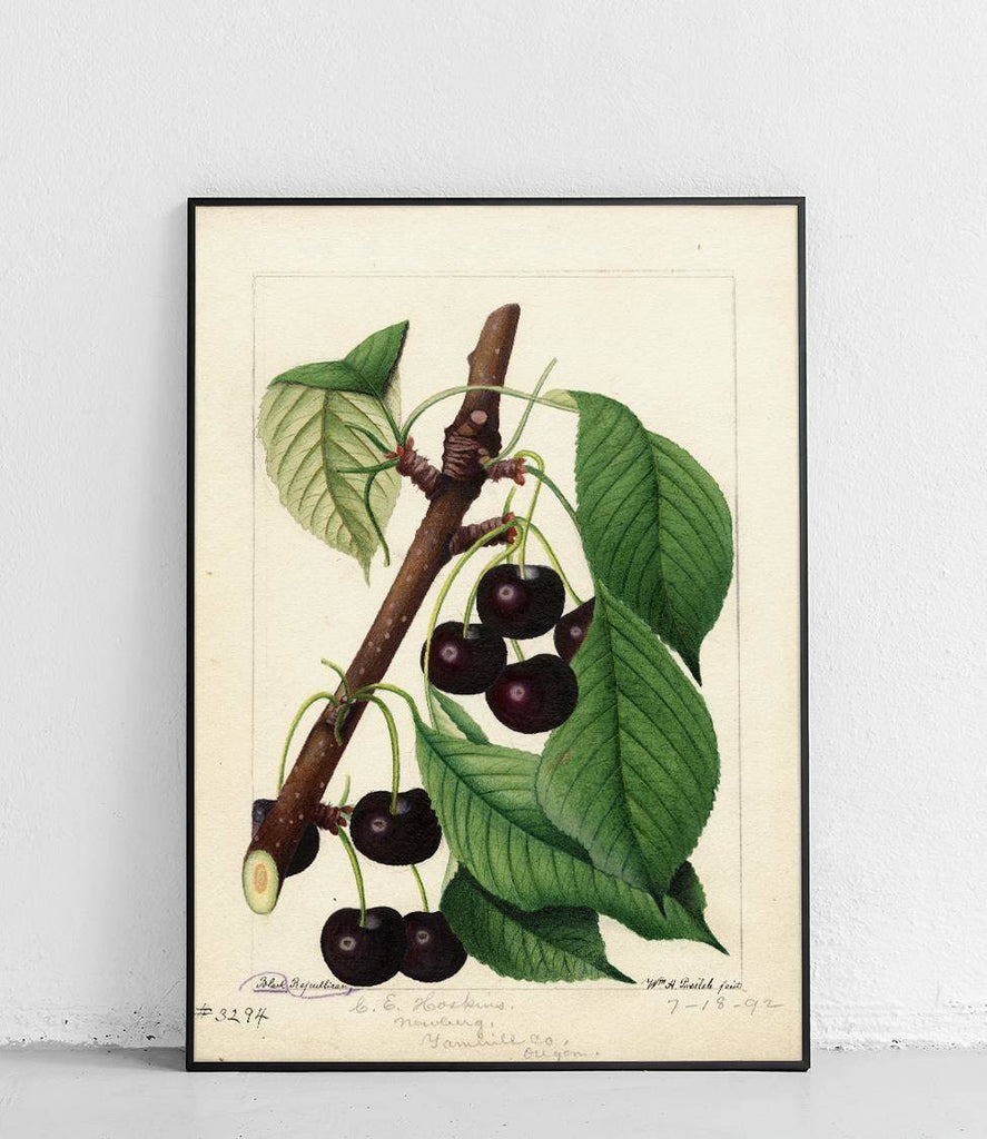 Cherries 3 - poster