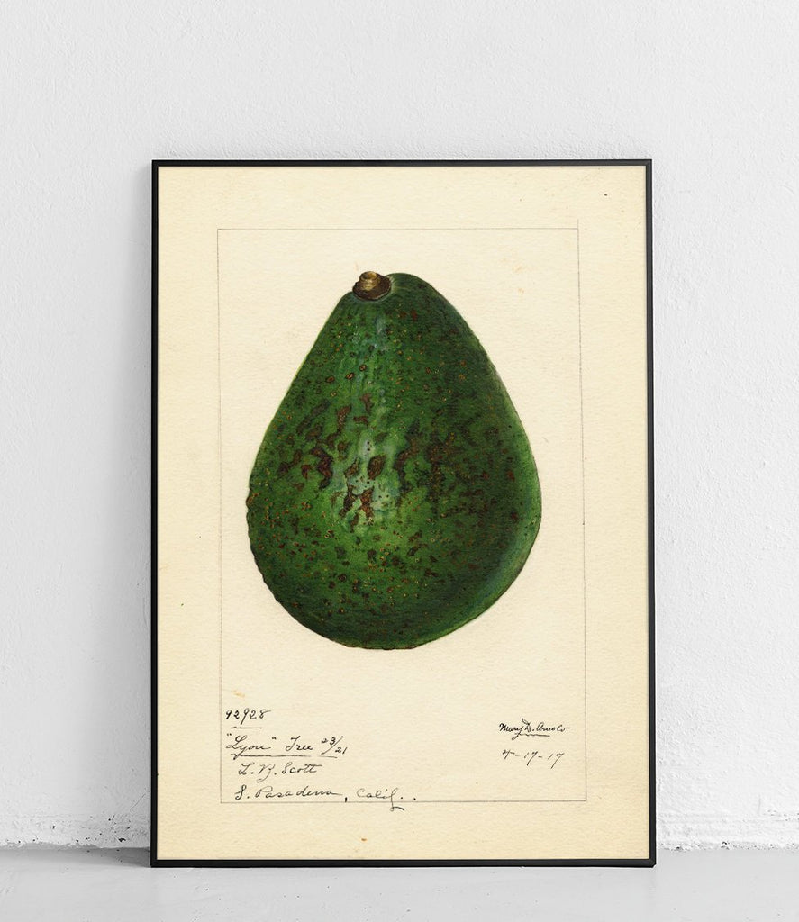Avocado 4 - poster