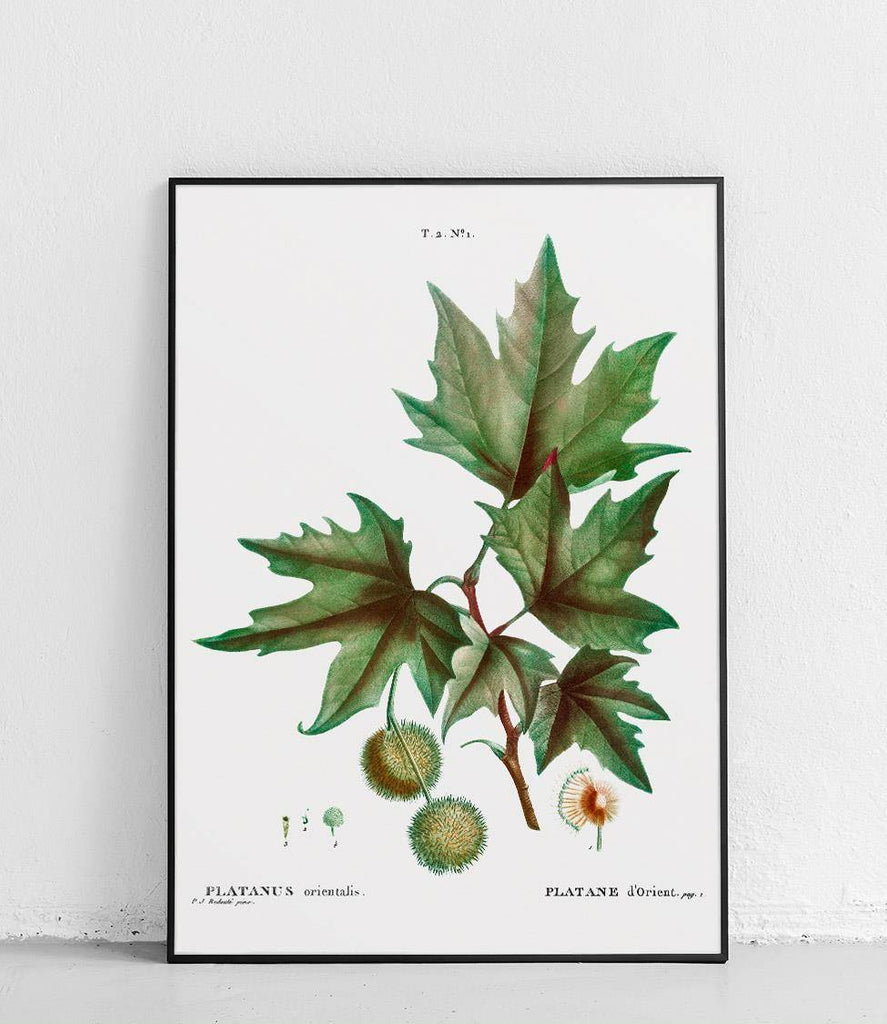 Eastern sycamore - poster